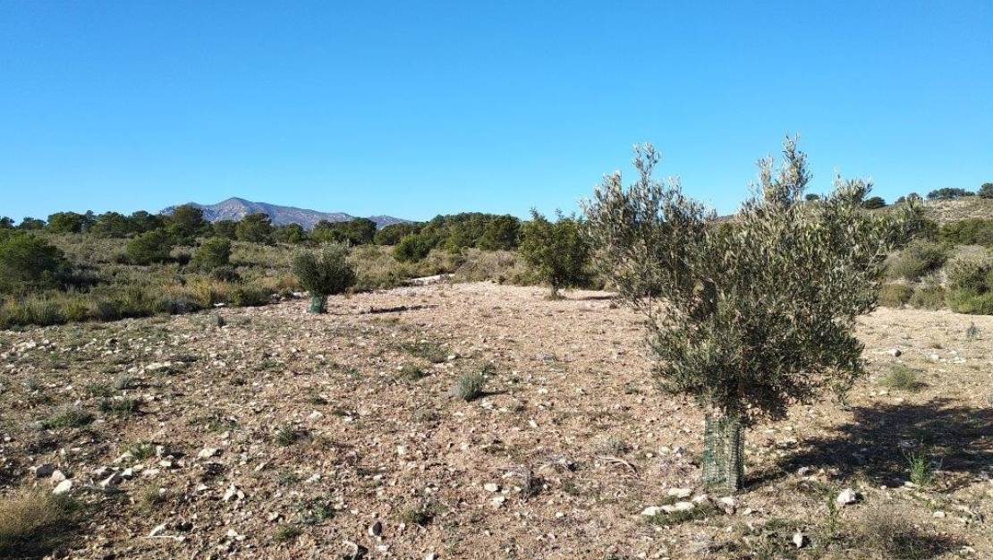 Venta - Land - Relleu - Relleu Centro