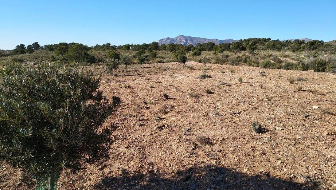 Venta - Land - Relleu - Relleu Centro