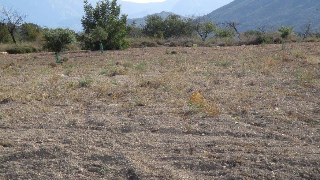 Venta - Land - Relleu - Relleu Centro