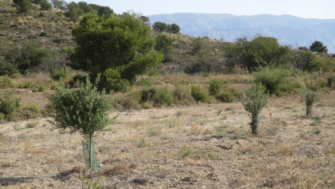 Venta - Land - Relleu - Relleu Centro