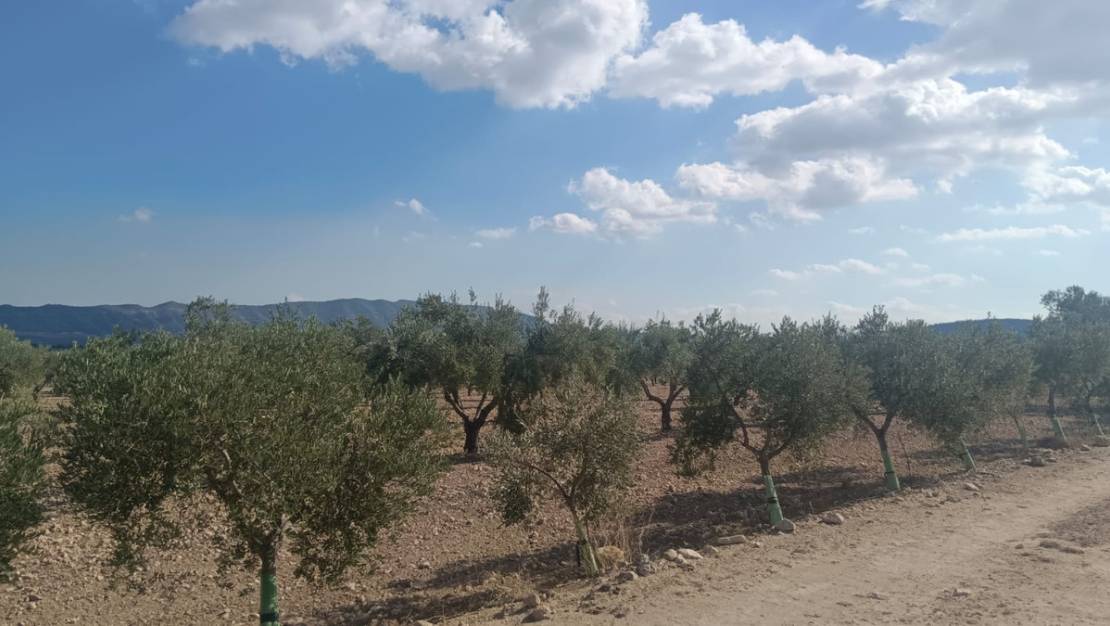 Venta - Land - Salinas - Salinas Centro