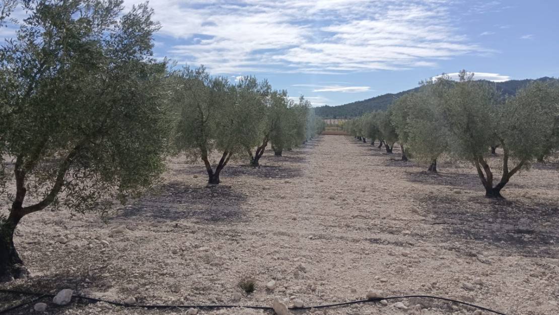 Venta - Land - Salinas - Salinas Centro