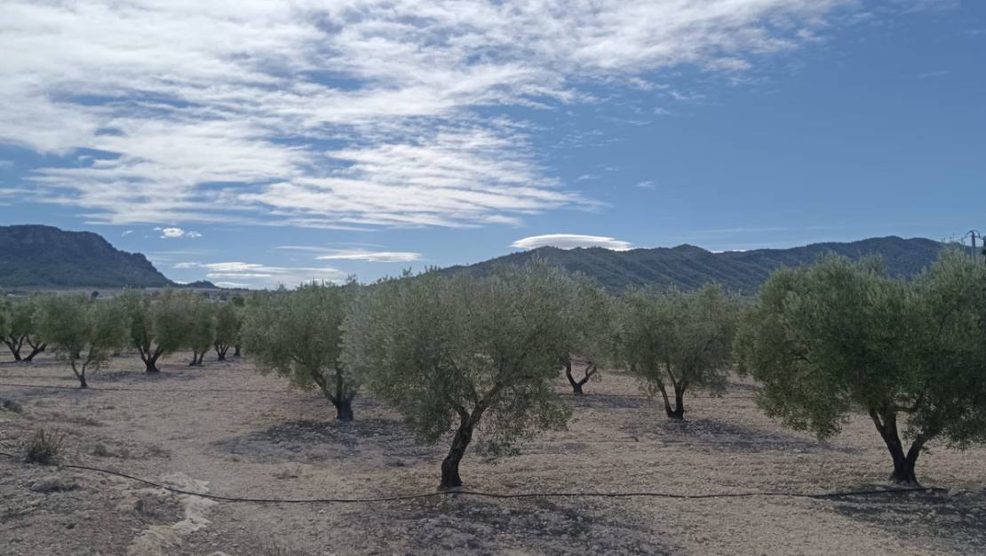 Venta - Land - Salinas - Salinas Centro