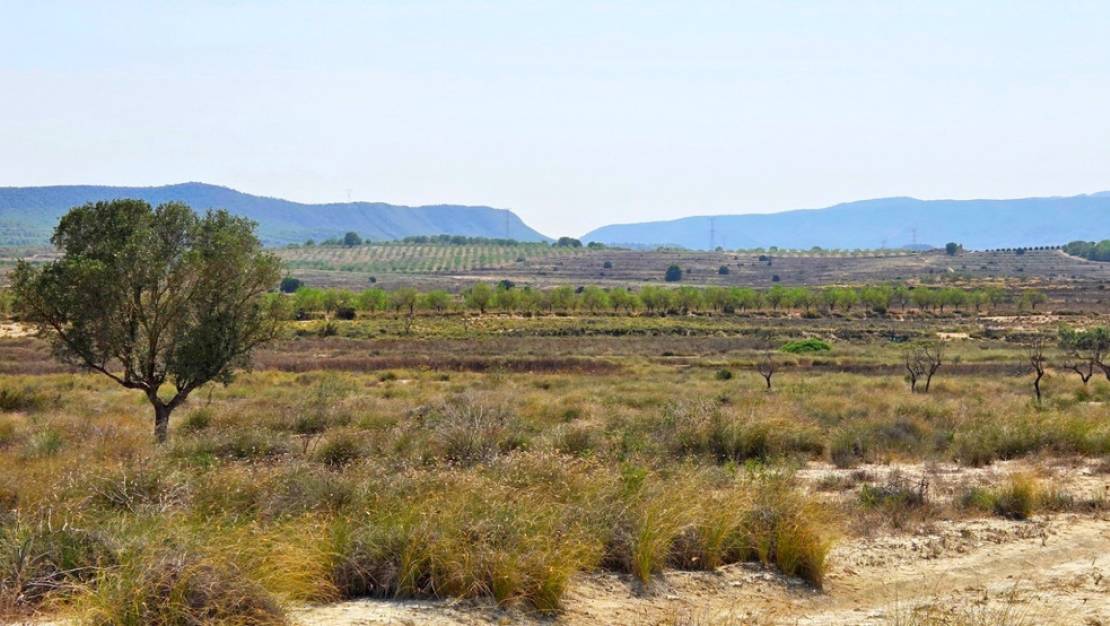 Venta - Land - San Miguel de Salinas - San Miguel de Salinas Centro