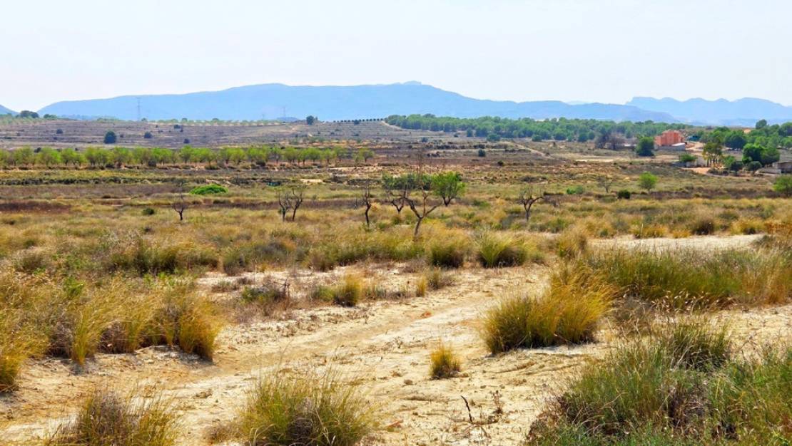 Venta - Land - San Miguel de Salinas - San Miguel de Salinas Centro
