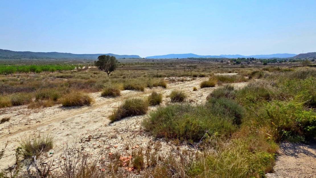 Venta - Land - San Miguel de Salinas - San Miguel de Salinas Centro