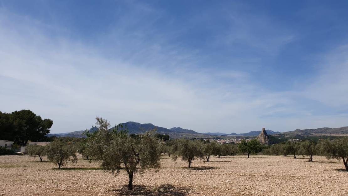 Venta - Land - Sax - Sax Centro