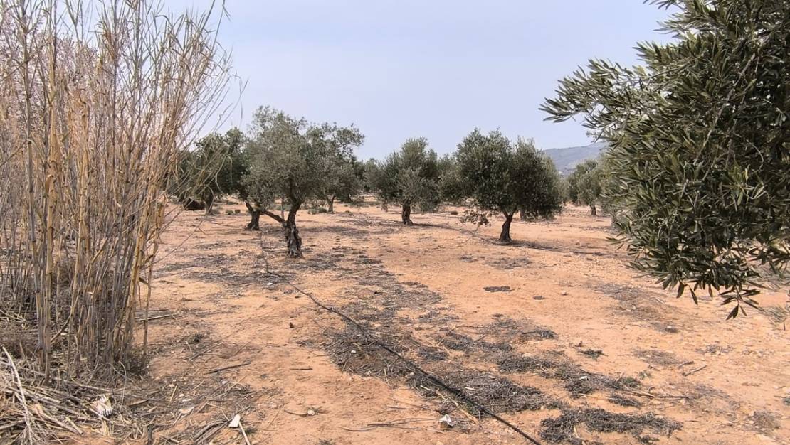 Venta - Land - Villena - Villena Centro