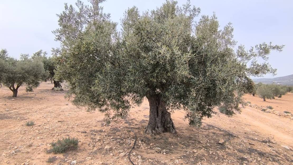 Venta - Land - Villena - Villena Centro