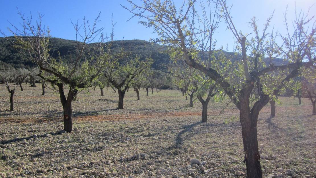 Venta - Land - Villena - Villena Centro