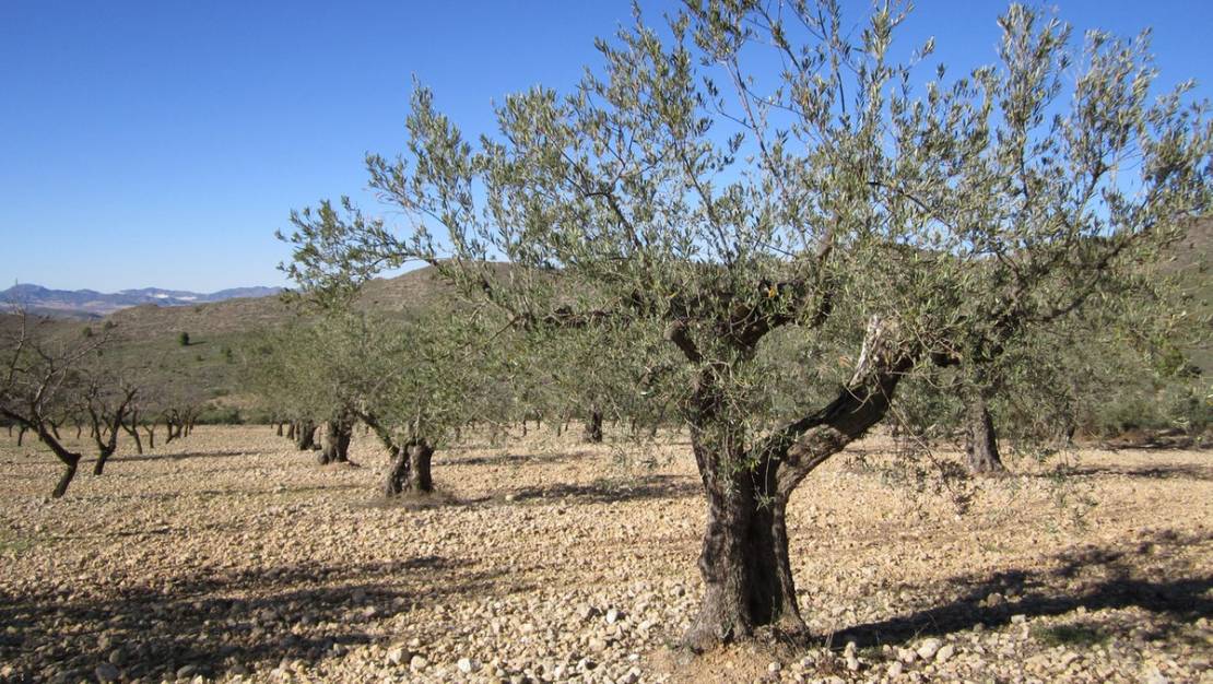 Venta - Land - Villena - Villena Centro