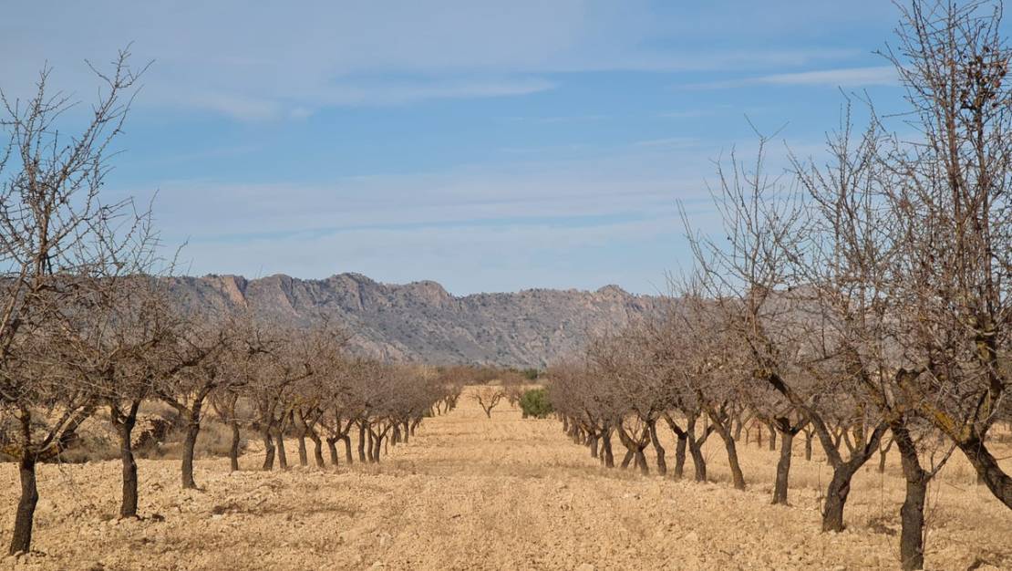 Venta - Land - Yecla - Raspay