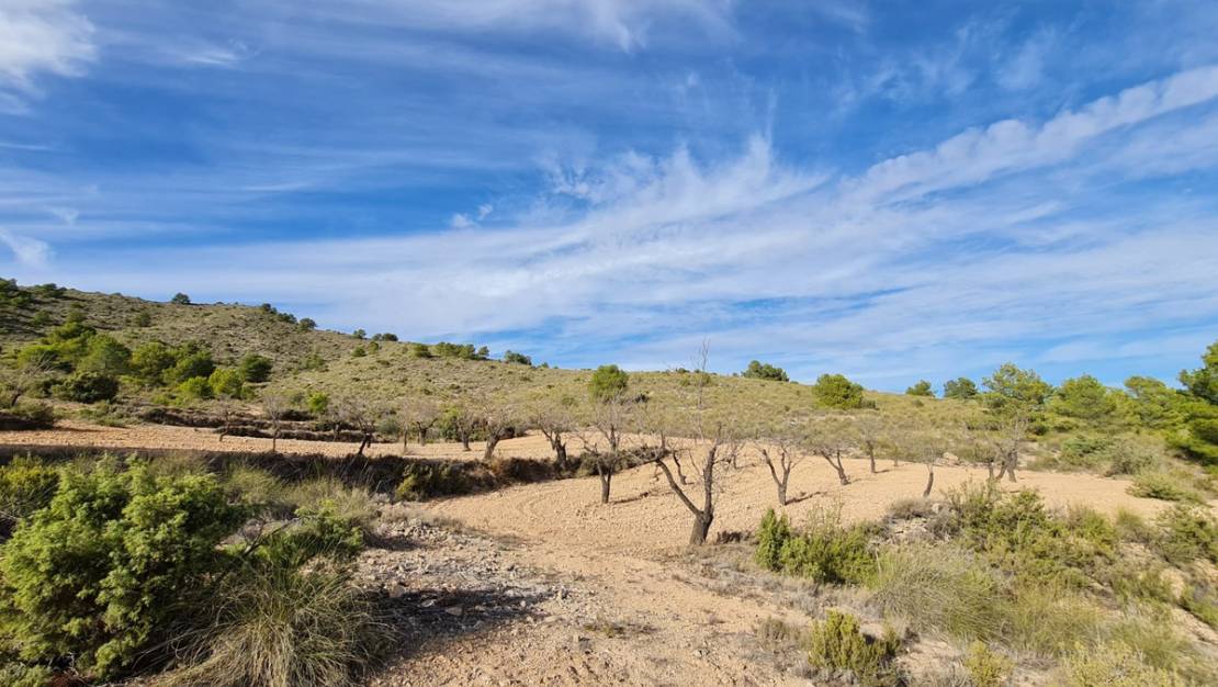 Venta - Land - Yecla - Raspay