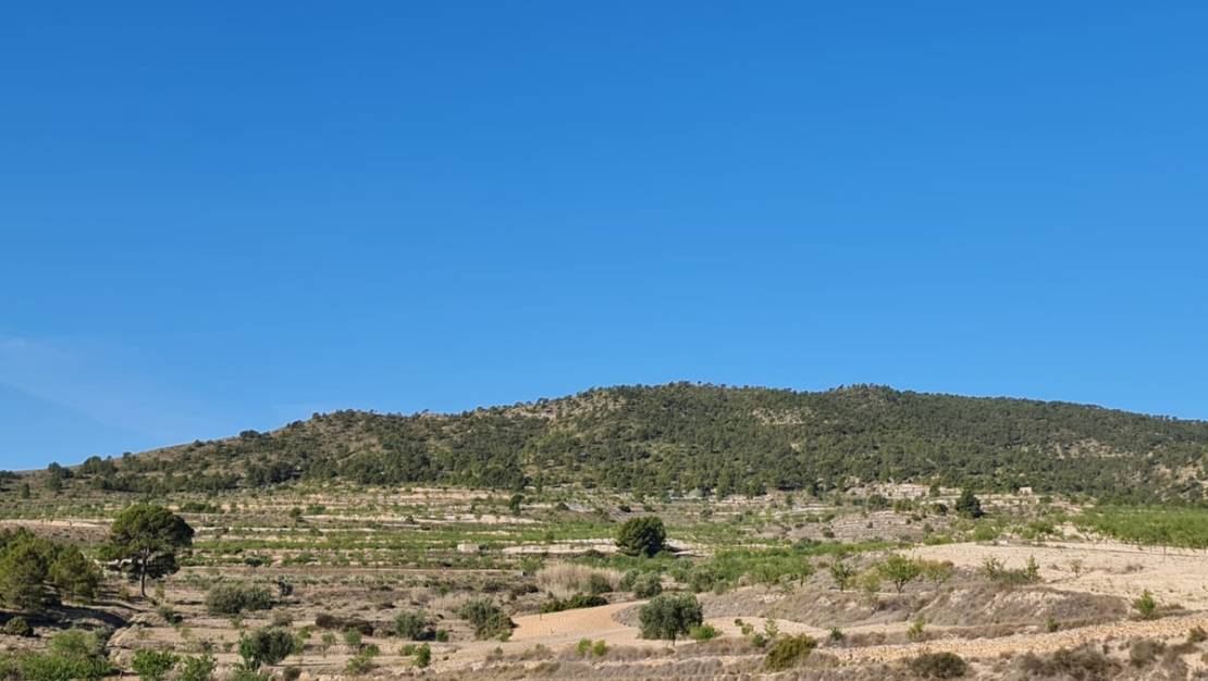 Venta - Land - Yecla - Raspay