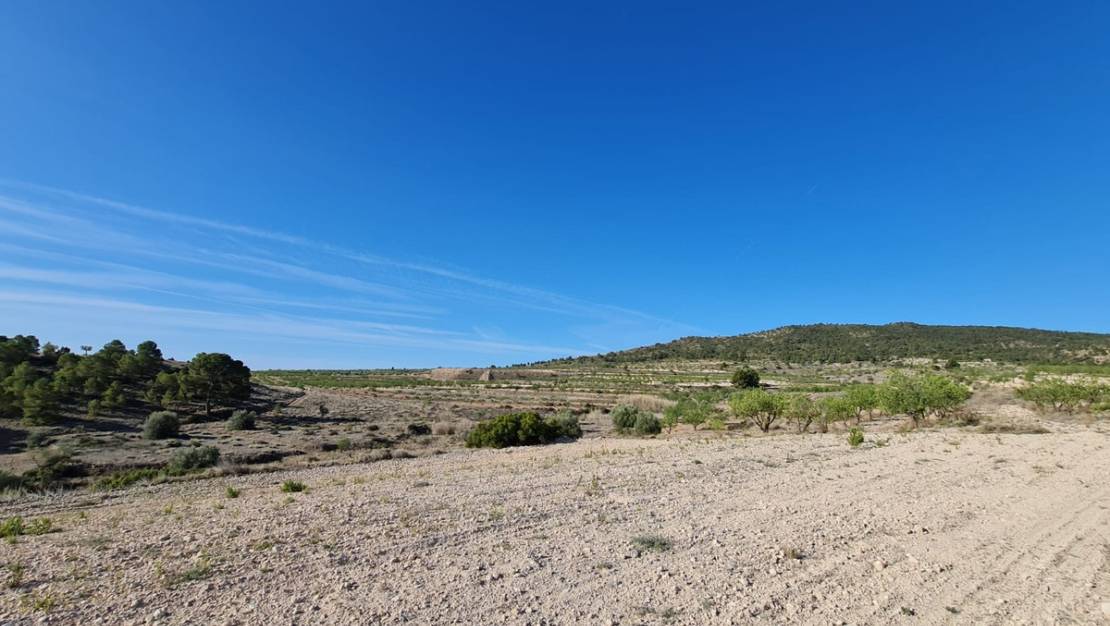 Venta - Land - Yecla - Raspay