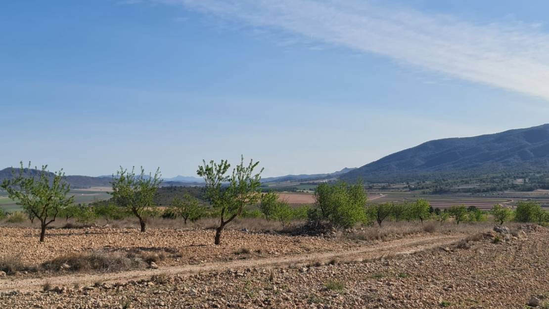Venta - Land - Yecla - Raspay