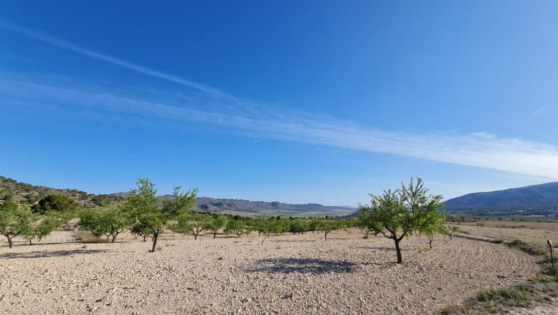 Venta - Land - Yecla - Raspay