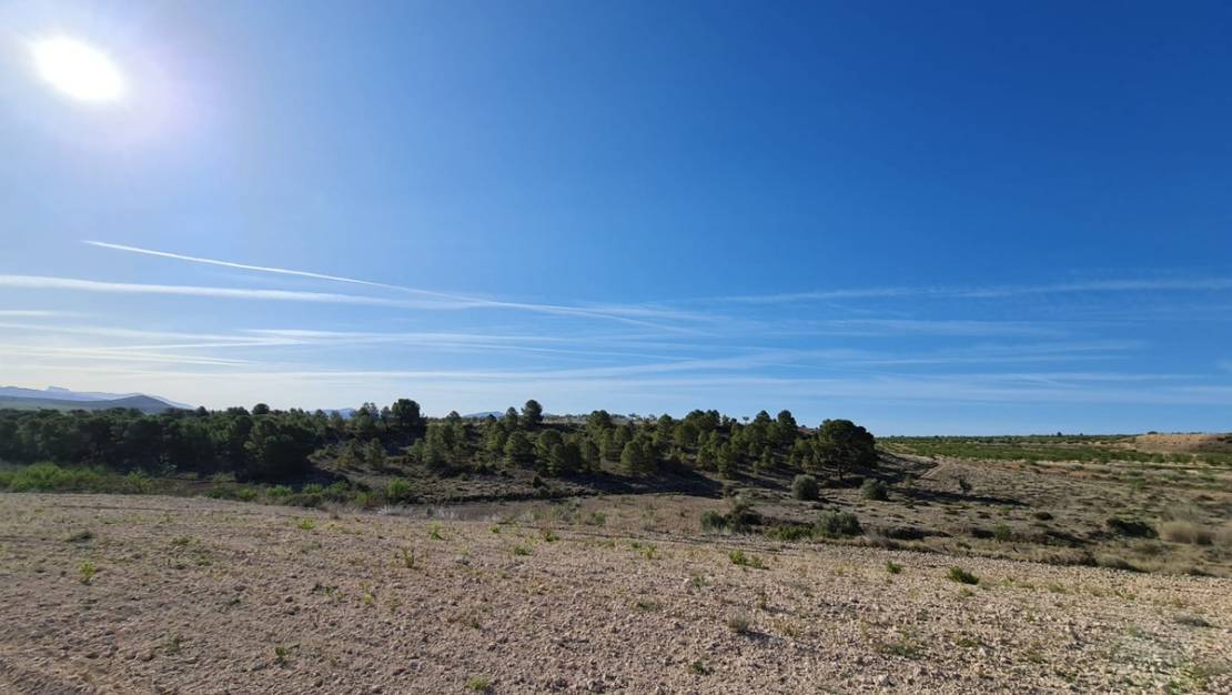 Venta - Land - Yecla - Raspay