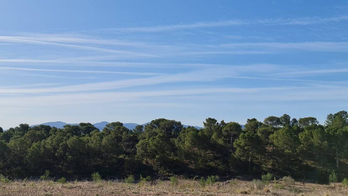 Venta - Land - Yecla - Raspay