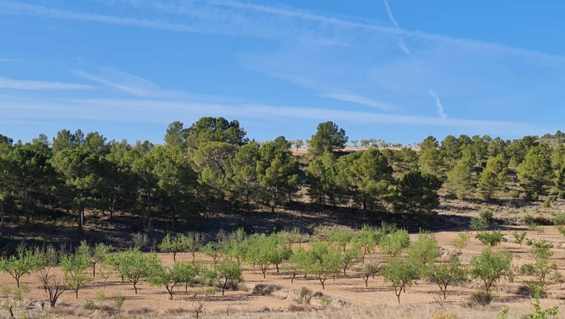 Venta - Land - Yecla - Raspay