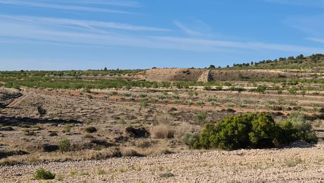 Venta - Land - Yecla - Raspay