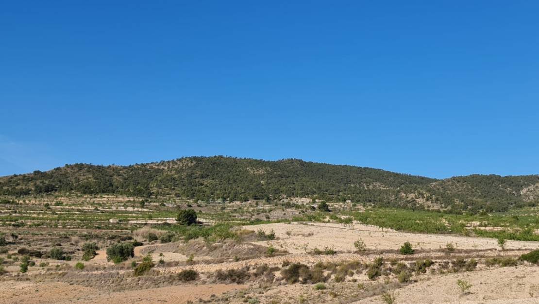 Venta - Land - Yecla - Raspay