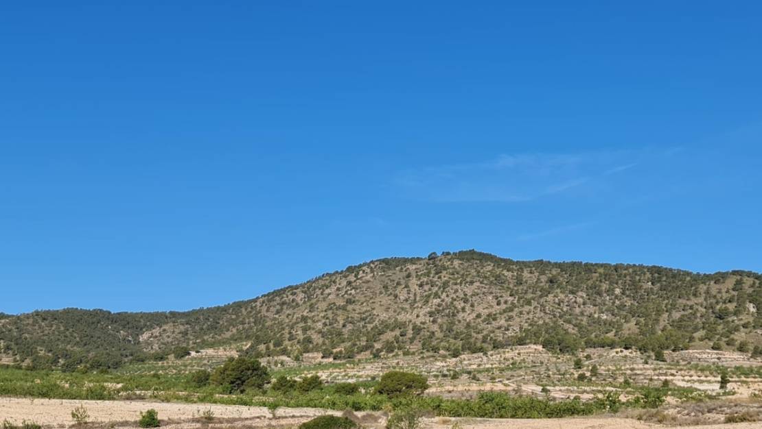 Venta - Land - Yecla - Raspay