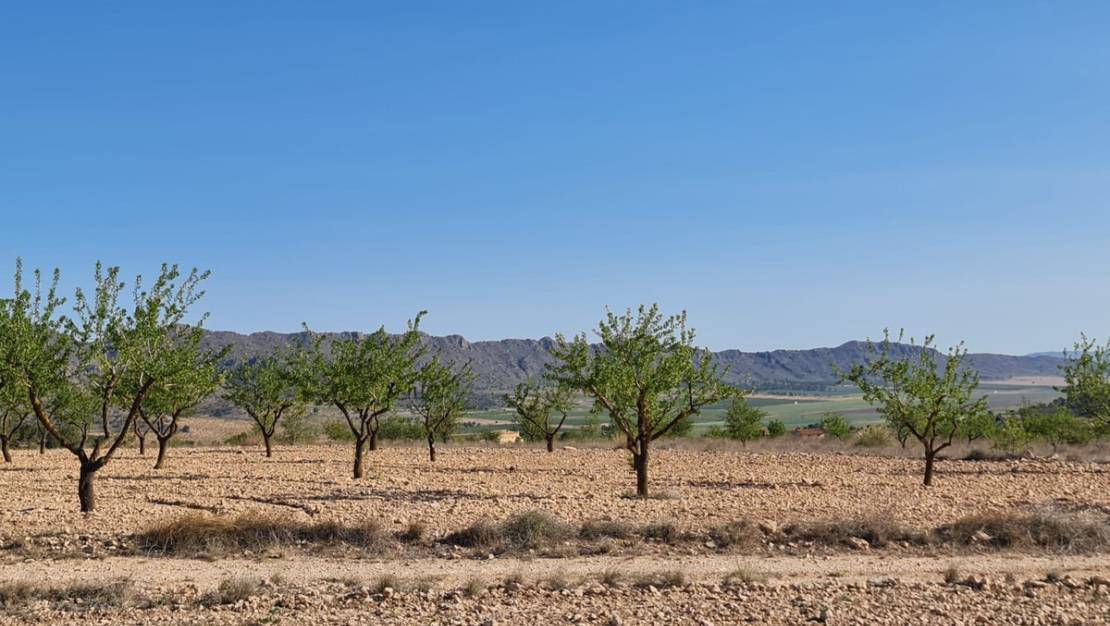 Venta - Land - Yecla - Raspay