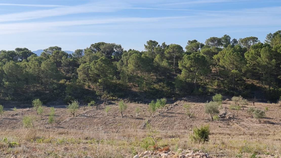 Venta - Land - Yecla - Raspay