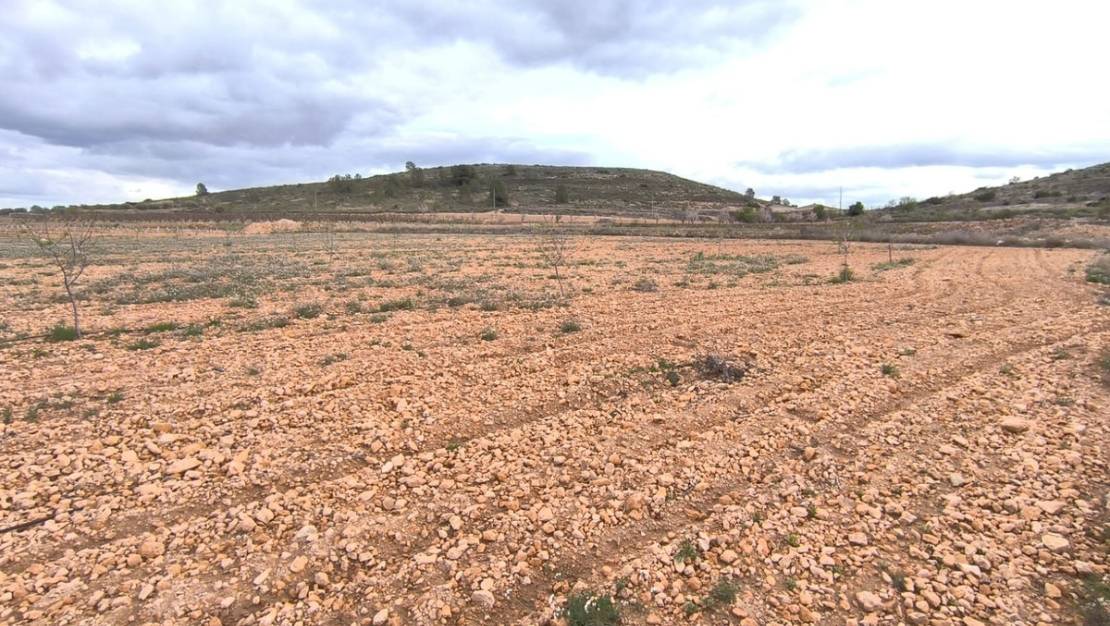 Venta - Land - Yecla - Raspay