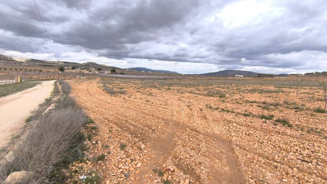 Venta - Land - Yecla - Raspay