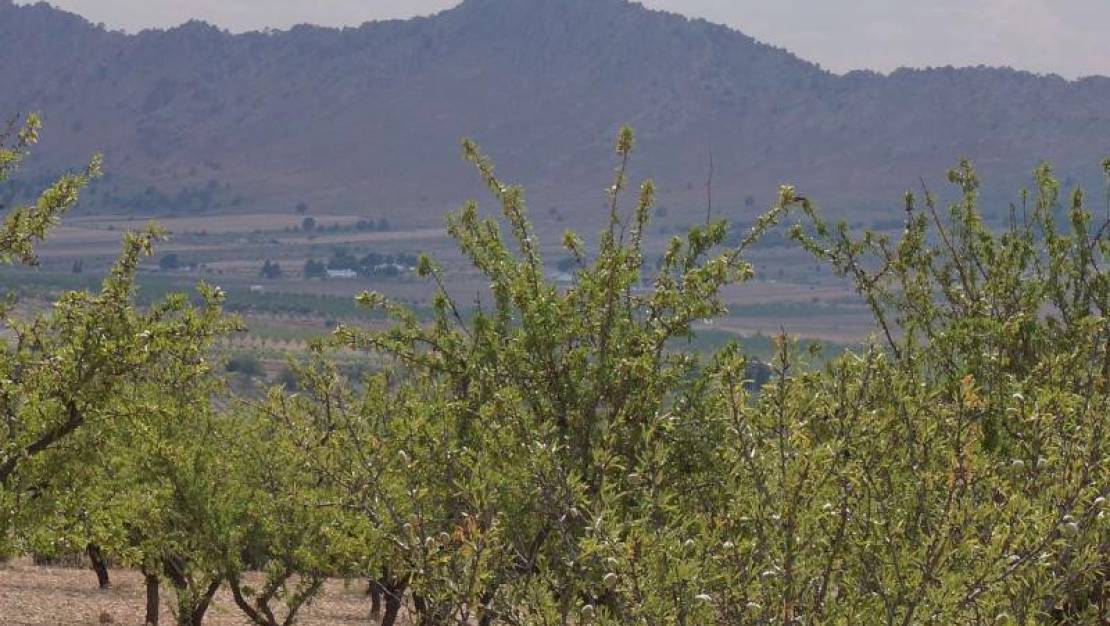 Venta - Land - Yecla - Yecla Centro