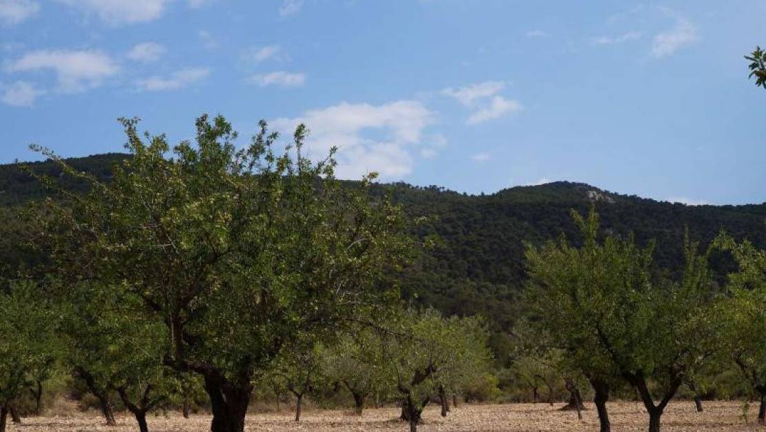 Venta - Land - Yecla - Yecla Centro