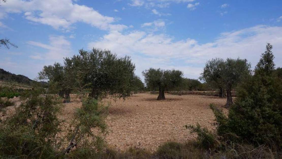 Venta - Land - Yecla - Yecla Centro