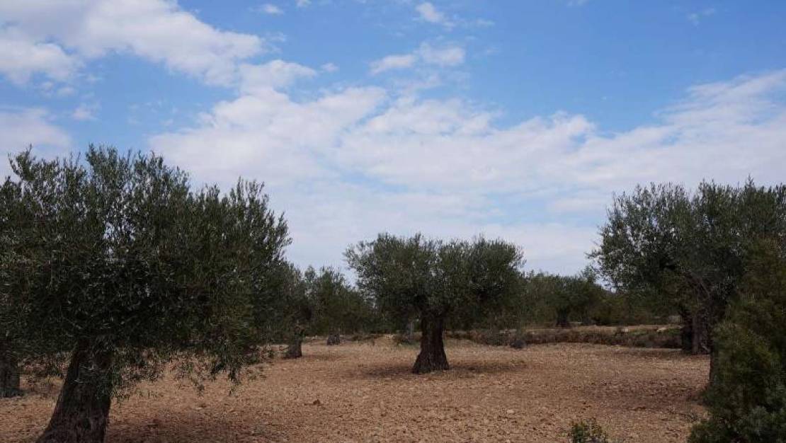 Venta - Land - Yecla - Yecla Centro