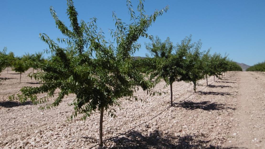 Venta - Land - Yecla - Yecla Centro