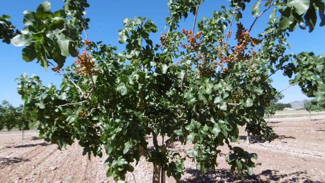 Venta - Land - Yecla - Yecla Centro