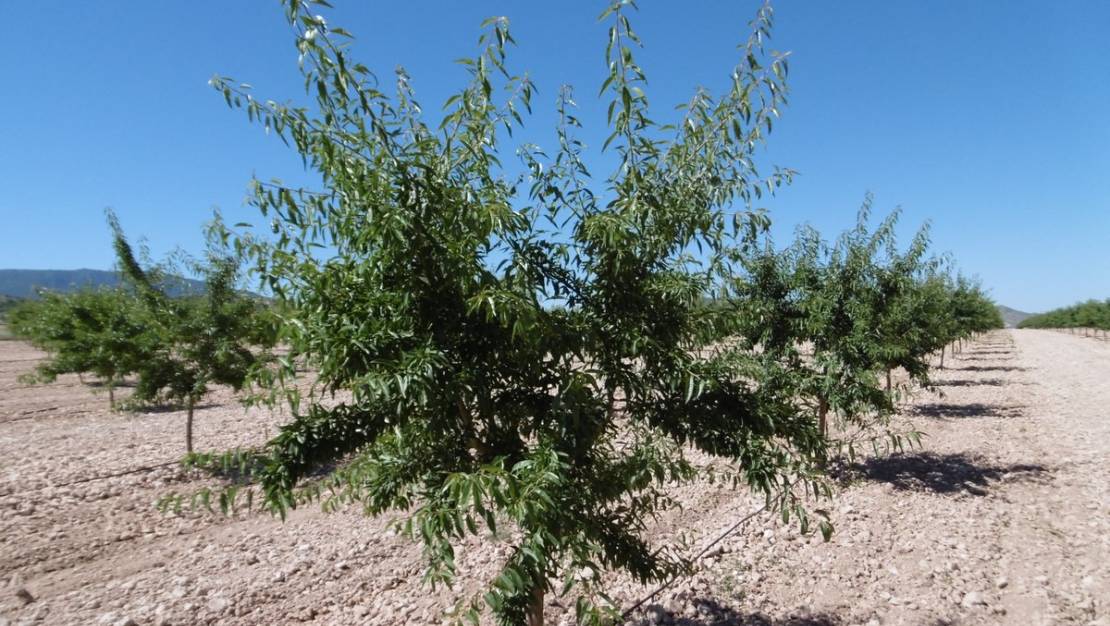 Venta - Land - Yecla - Yecla Centro