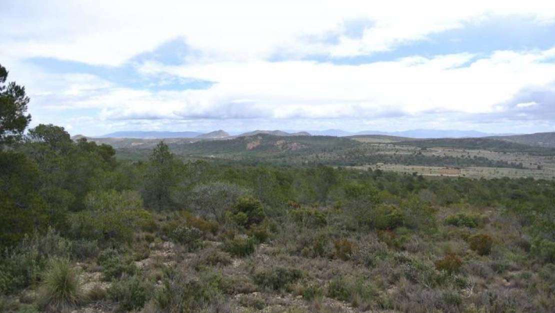 Venta - Land - Yecla - Yecla Centro