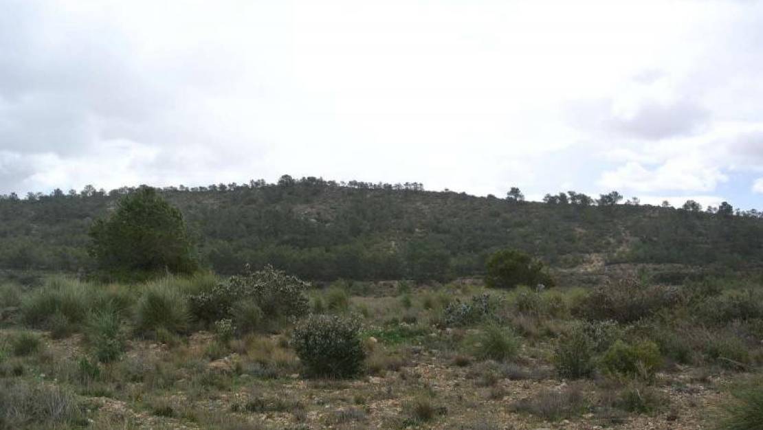 Venta - Land - Yecla - Yecla Centro