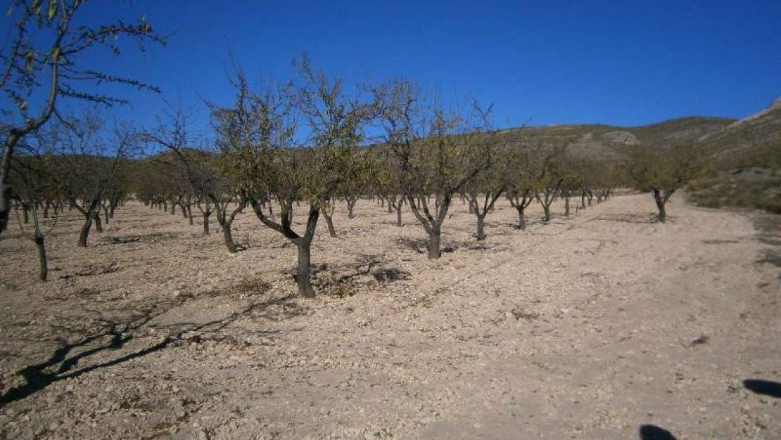 Venta - Land - Yecla - Yecla Centro