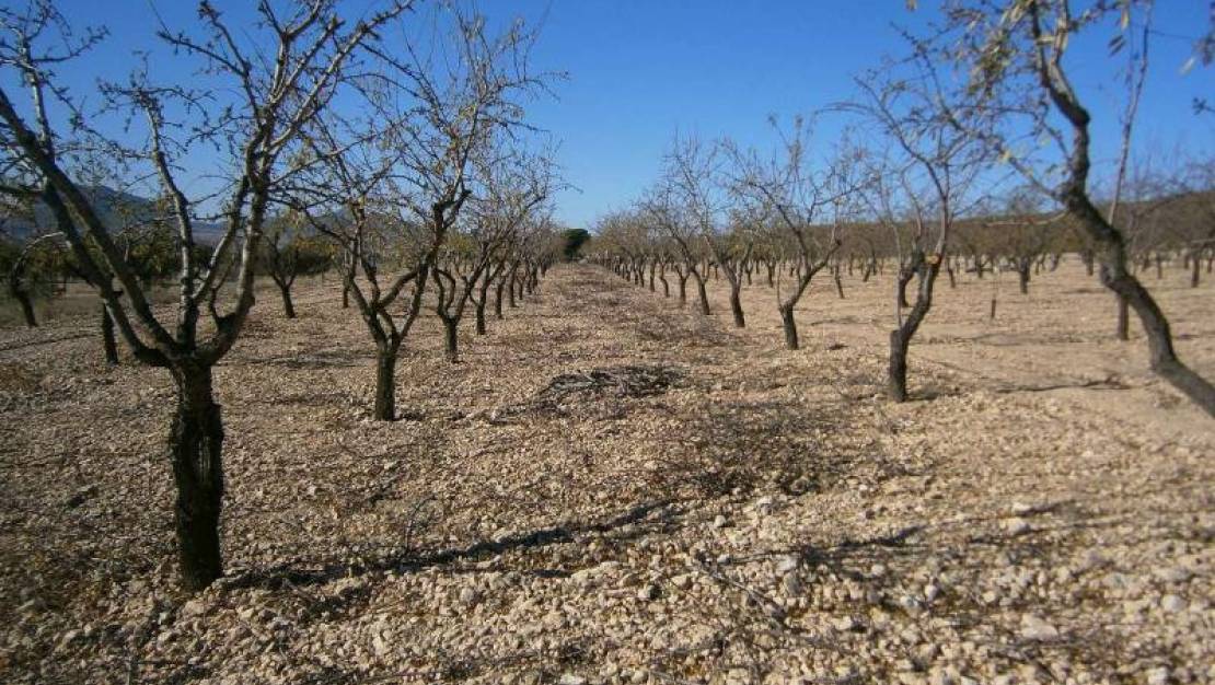 Venta - Land - Yecla - Yecla Centro
