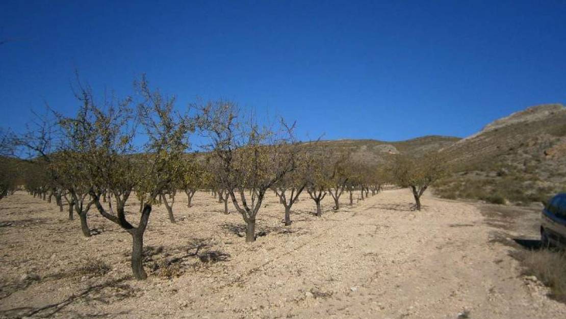 Venta - Land - Yecla - Yecla Centro