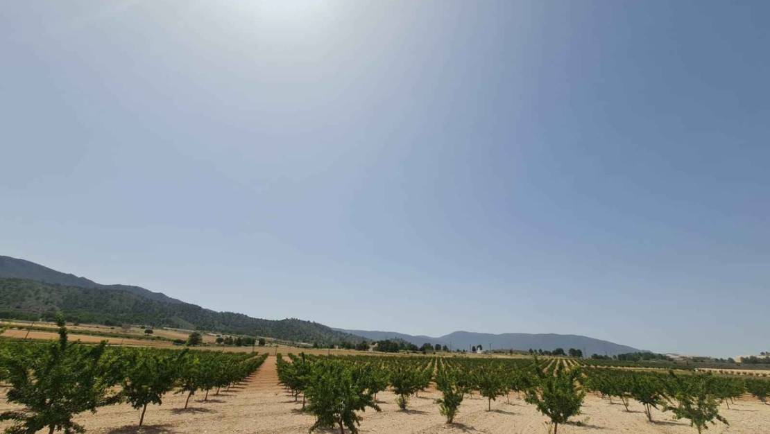 Venta - Land - Yecla - Yecla Centro