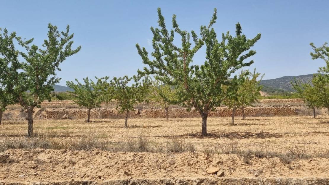 Venta - Land - Yecla - Yecla Centro