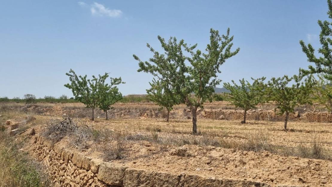 Venta - Land - Yecla - Yecla Centro