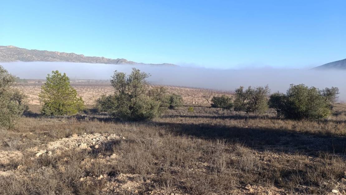 Venta - Land - Yecla - Yecla Centro