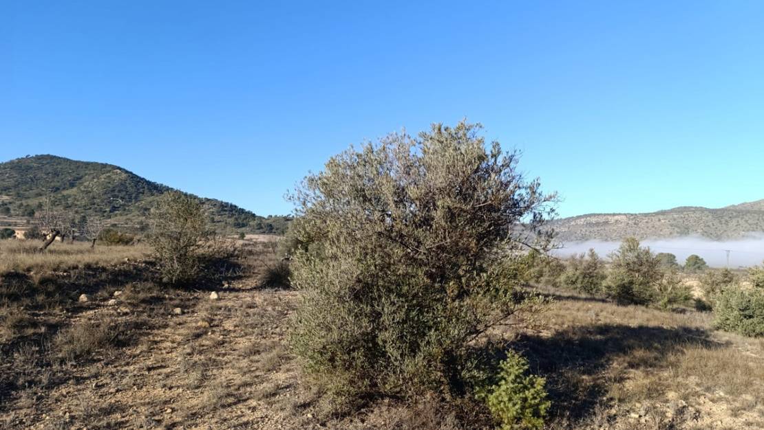 Venta - Land - Yecla - Yecla Centro