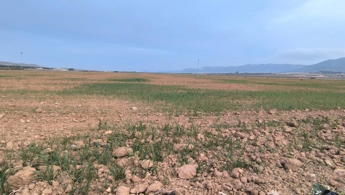 Venta - Land - Yecla - Yecla Centro