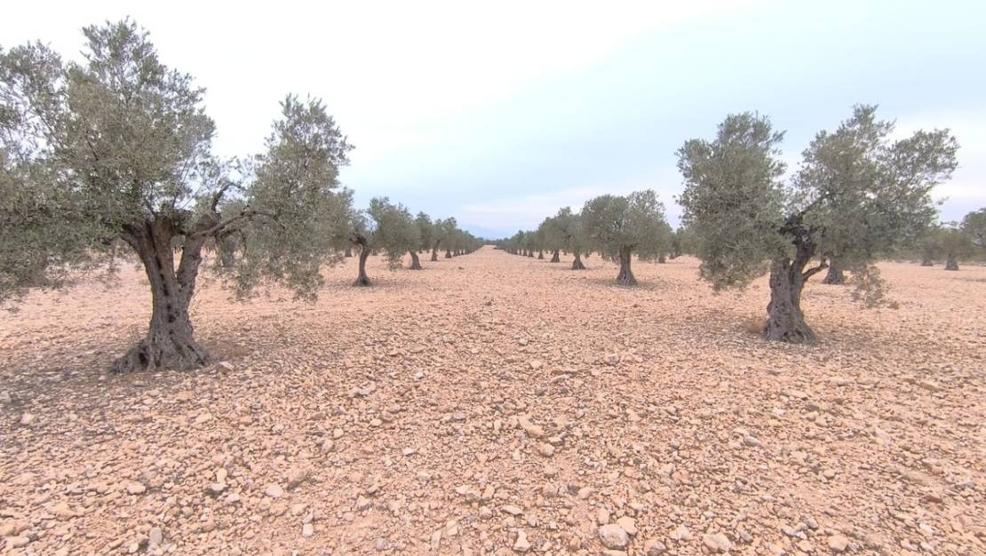 Venta - Land - Yecla - Yecla Centro